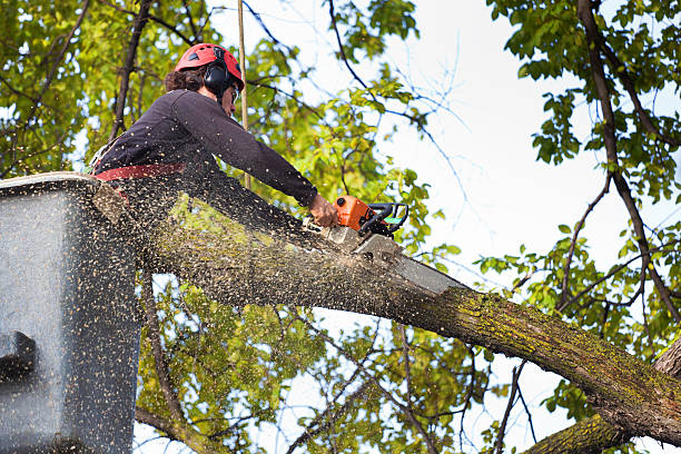 How Our Tree Care Process Works  in  Falls City, NE